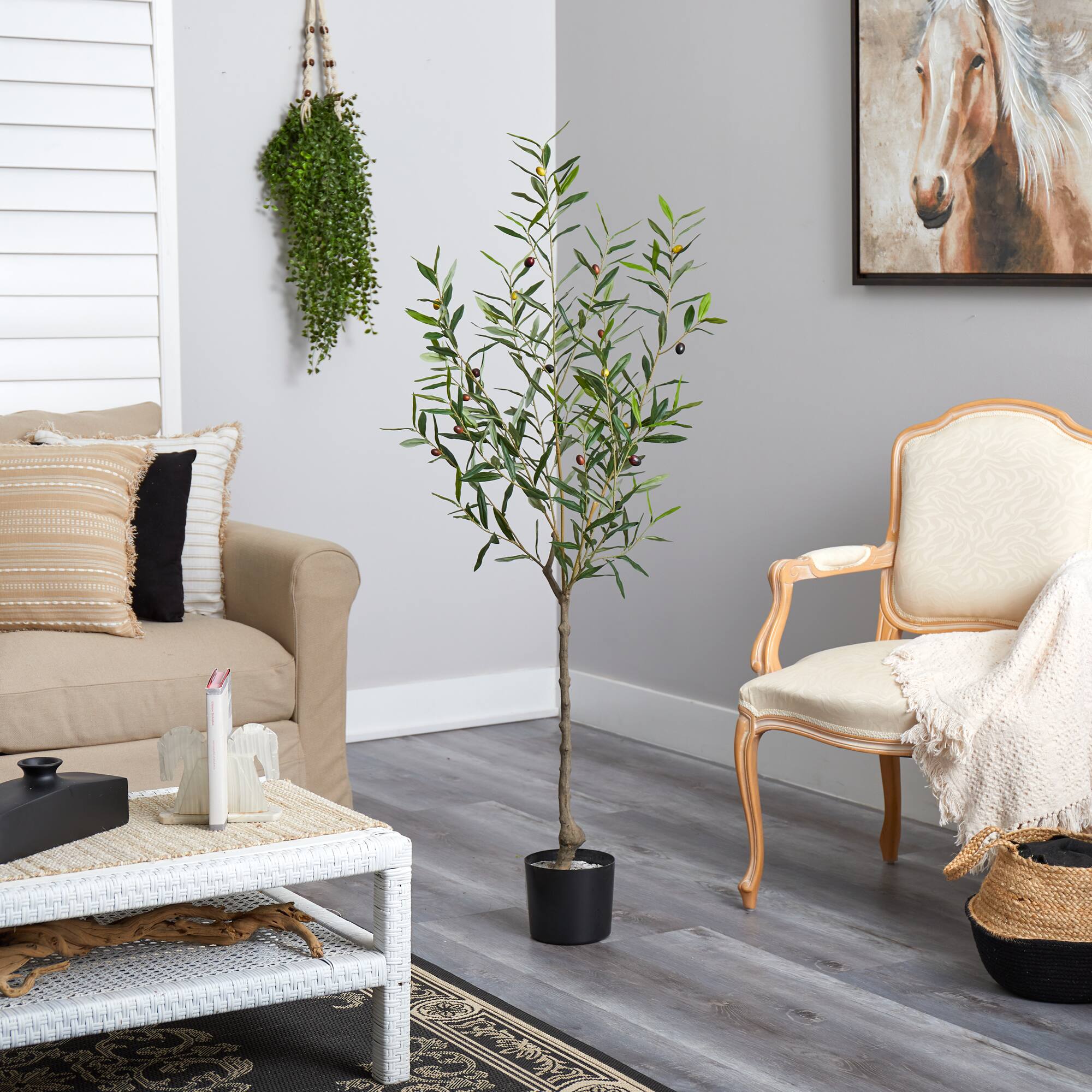 5ft. Potted Olive Tree